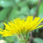 Hieracium sabaudum Žiedas