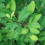 Erythroxylum coca ഇല