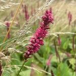 Bistorta amplexicaulis Flower