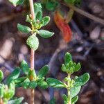 Frankenia pulverulenta Hoja