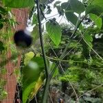 Cissus verticillata Fruit