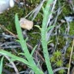 Plantago coronopus Blad