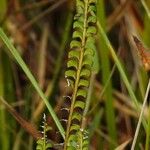 Lindsaea stricta Vrucht