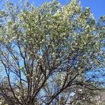 Pyrus calleryana Hábito