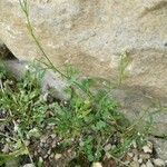 Cardamine hirsuta Leaf