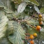 Sorbus intermedia 果