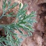 Fumaria parviflora Hostoa