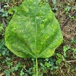 Catalpa bignonioidesBlad