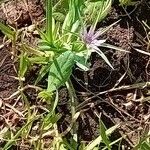 Geropogon hybridus Květ