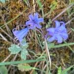 Hyacinthoides hispanica Floare