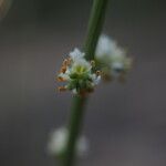 Sesamoides purpurascens Flor