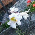 Lilium regale Virág