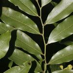 Guatteria dolichopoda Leaf