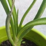 Allium cepa Leaf