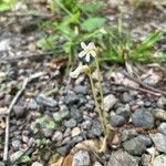 Orobanche uniflora Flower