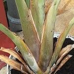 Strelitzia nicolai Corteza
