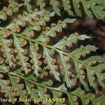 Culcita macrocarpa その他の提案