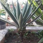 Agave vivipara Deilen