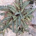 Asplenium ceterachBlatt