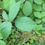 Rubus praticolor Outro