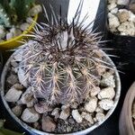 Eriosyce islayensis Yaprak