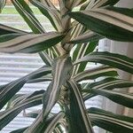 Dracaena fragrans叶