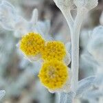 Achillea maritima Flor