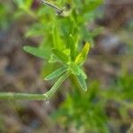 Salvia coahuilensis Leaf