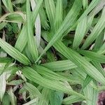 Reineckea carnea Hoja