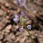 Allium parryi Žiedas