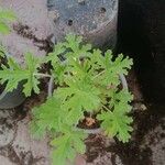 Pelargonium graveolensЛіст