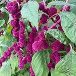 Amaranthus caudatus Blüte