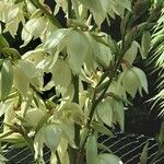 Yucca filamentosa عادت داشتن