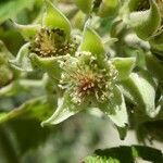 Rubus apetalus Flor