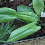 Urceolina amazonica Leaf