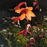 Watsonia meriana Flower