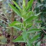 Eupatorium altissimum Levél