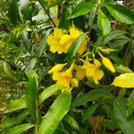 Allamanda cathartica फूल