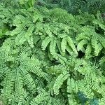 Adiantum pedatum Vivejo