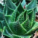 Aristaloe aristata cv. 'Cosmo' Агульны выгляд