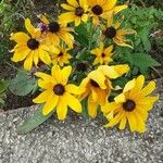 Rudbeckia fulgida Цвят