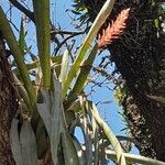 Aechmea distichantha Habit