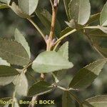 Fraxinus dimorpha Otro