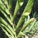 Hedychium coronarium Hostoa