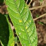 Vernonia polyantha Leaf