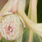 Cornus capitata Bark