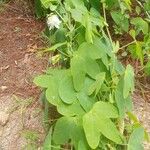 Passiflora subpeltata Hábito