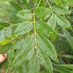 Gliricidia sepium Leaf