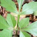 Serjania membranacea Лист
