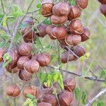 Cardiospermum halicacabum Fruit